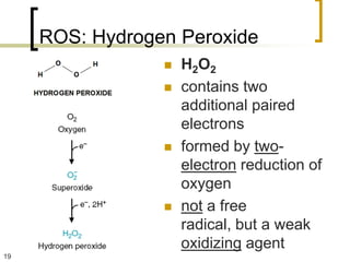 ROS: Hydrogen Peroxide
                    H 2O 2
                    contains two
                     additional paired
                     electrons
                    formed by two-
                     electron reduction of
                     oxygen
                    not a free
                     radical, but a weak
                     oxidizing agent
19
 