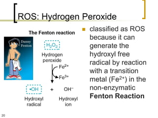 ROS: Hydrogen Peroxide
                      classified as ROS
                       because it can
                       generate the
                       hydroxyl free
                       radical by reaction
                       with a transition
                       metal (Fe2+) in the
                       non-enzymatic
                       Fenton Reaction

20
 