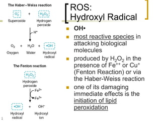 ROS:
         Hydroxyl Radical
        OH•
        most reactive species in
         attacking biological
         molecules
        produced by H2O2 in the
         presence of Fe++ or Cu+
         (Fenton Reaction) or via
         the Haber-Weiss reaction
        one of its damaging
         immediate effects is the
         initiation of lipid
         peroxidation
22
 