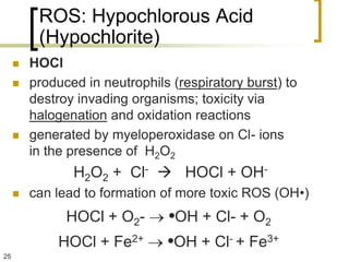 ROS: Hypochlorous Acid
          (Hypochlorite)
        HOCl
        produced in neutrophils (respiratory burst) to
         destroy invading organisms; toxicity via
         halogenation and oxidation reactions
        generated by myeloperoxidase on Cl- ions
         in the presence of H2O2
                H2O2 + Cl-  HOCl + OH-
        can lead to formation of more toxic ROS (OH•)
               HOCl + O2-       •OH + Cl- + O2
             HOCl + Fe2+        •OH + Cl- + Fe3+
25
 