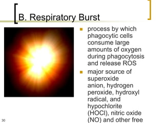 B. Respiratory Burst
                       process by which
                        phagocytic cells
                        consume large
                        amounts of oxygen
                        during phagocytosis
                        and release ROS
                       major source of
                        superoxide
                        anion, hydrogen
                        peroxide, hydroxyl
                        radical, and
                        hypochlorite
                        (HOCl), nitric oxide
30                      (NO) and other free
 