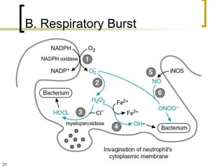 B. Respiratory Burst




31
 