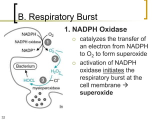 B. Respiratory Burst
                1. NADPH Oxidase
                     catalyzes the transfer of
                      an electron from NADPH
                      to O2 to form superoxide
                     activation of NADPH
                      oxidase initiates the
                      respiratory burst at the
                      cell membrane 
                      superoxide


32
 