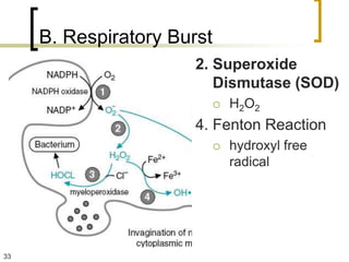 B. Respiratory Burst
                       2. Superoxide
                          Dismutase (SOD)
                               H2O2
                       4. Fenton Reaction
                               hydroxyl free
                                radical




33
 