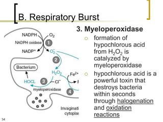 B. Respiratory Burst
                   3. Myeloperoxidase
                        formation of
                         hypochlorous acid
                         from H2O2 is
                         catalyzed by
                         myeloperoxidase
                        hypochlorous acid is a
                         powerful toxin that
                         destroys bacteria
                         within seconds
                         through halogenation
                         and oxidation
                         reactions
34
 