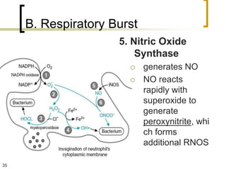 B. Respiratory Burst
                     5. Nitric Oxide
                         Synthase
                           generates NO
                           NO reacts
                            rapidly with
                            superoxide to
                            generate
                            peroxynitrite, whi
                            ch forms
                            additional RNOS

35
 