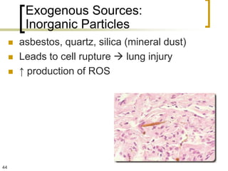 Exogenous Sources:
          Inorganic Particles
        asbestos, quartz, silica (mineral dust)
        Leads to cell rupture  lung injury
        ↑ production of ROS




44
 