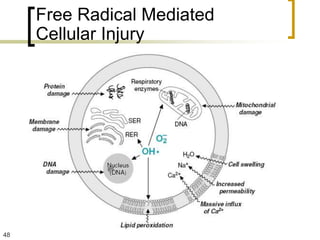 Free Radical Mediated
     Cellular Injury




48
 
