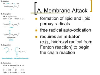 A. Membrane Attack
        formation of lipid and lipid
         peroxy radicals
        free radical auto-oxidation
        requires an initiator
         (e.g., hydroxyl radical from
         Fenton reaction) to begin
         the chain reaction



50
 
