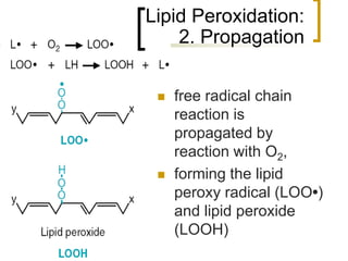 Lipid Peroxidation:
         2. Propagation

         free radical chain
          reaction is
          propagated by
          reaction with O2,
         forming the lipid
          peroxy radical (LOO•)
          and lipid peroxide
          (LOOH)
52
 