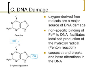 C. DNA Damage
                    oxygen-derived free
                     radicals are a major
                     source of DNA damage
                    non-specific binding of
                     Fe2+ to DNA facilitates
                     localized production of
                     the hydroxyl radical
                     (Fenton reaction)
                    causes strand breaks
                     and base alterations in
                     the DNA
57
 