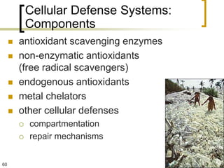 Cellular Defense Systems:
             Components
        antioxidant scavenging enzymes
        non-enzymatic antioxidants
         (free radical scavengers)
        endogenous antioxidants
        metal chelators
        other cellular defenses
            compartmentation
            repair mechanisms


60
 