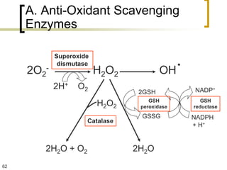 A. Anti-Oxidant Scavenging
     Enzymes


     2O2-
            Superoxide
             dismutase
                         H2O2           OH
                                           .
            2H+   O2                           NADP+
                                 2GSH
                                    GSH           GSH
                         H2O2    peroxidase    reductase
                                 GSSG          NADPH
                     Catalase
                                               + H+


        2H2O + O2               2H2O
62
 