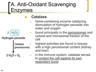 A. Anti-Oxidant Scavenging
     Enzymes
             Catalase
                 heme-containing enzyme catalyzing
                  dismutation of hydrogen peroxide into
                  water and oxygen
                 found principally in the peroxisomes and
                  cytosol and microsomal fraction of the
                  cell
                 highest activities are found in tissues
                  with a high peroxisomal content (kidney
                  and liver)
                 in the immune system, catalase serves
                  to protect the cell against its own
                  respiratory burst

64
 
