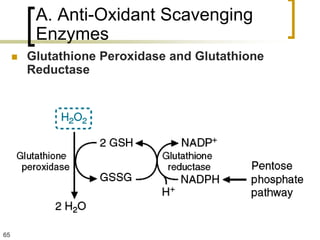 A. Anti-Oxidant Scavenging
          Enzymes
        Glutathione Peroxidase and Glutathione
         Reductase




65
 