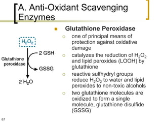 A. Anti-Oxidant Scavenging
     Enzymes
                Glutathione Peroxidase
                    one of principal means of
                     protection against oxidative
                     damage
                    catalyzes the reduction of H2O2
                     and lipid peroxides (LOOH) by
                     glutathione
                    reactive sulfhydryl groups
                     reduce H2O2 to water and lipid
                     peroxides to non-toxic alcohols
                    two glutathione molecules are
                     oxidized to form a single
                     molecule, glutathione disulfide
                     (GSSG)
67
 