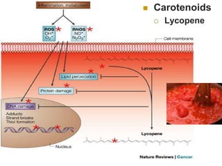    Carotenoids
       Lycopene
 