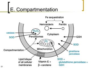 E. Compartmentation




91
 