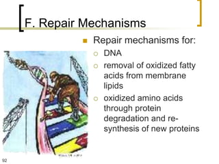 F. Repair Mechanisms
                 Repair mechanisms for:
                     DNA
                     removal of oxidized fatty
                      acids from membrane
                      lipids
                     oxidized amino acids
                      through protein
                      degradation and re-
                      synthesis of new proteins


92
 