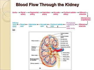 Acute and chronic renal failure | PPT