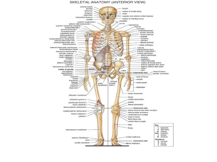 Sistema esqueletico humano pdf