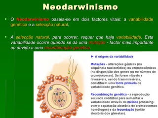 Neodarwinismo O  Neodarwinismo  baseia-se em dois factores vitais: a  variabilidade genética  e a  selecção natural . A  selecção natural , para ocorrer, requer que haja  variabilidade . Esta variabilidade ocorre quando se dá uma  mutação  - factor mais importante ou devido a uma  recombinação genética .  
