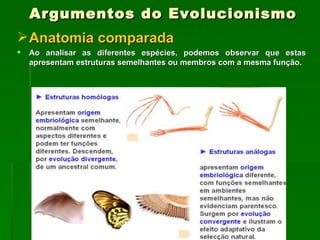 Argumentos do Evolucionismo Anatomia comparada Ao analisar as diferentes espécies, podemos observar que estas apresentam estruturas semelhantes ou membros com a mesma função.  