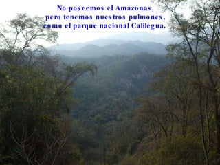 No poseemos el Amazonas, pero tenemos nuestros pulmones,  como el parque nacional Calilegua .  