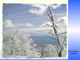 PATAGONIA ANDINA 