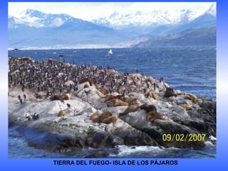 TIERRA DEL FUEGO- ISLA DE LOS PÁJAROS 