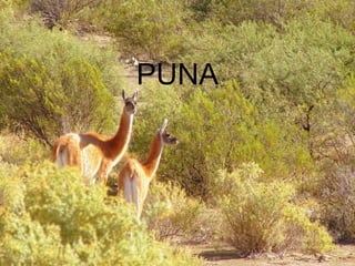 PUNA
 