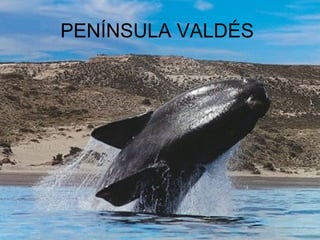 PENÍNSULA VALDÉS
 
