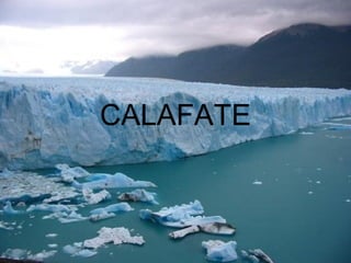 CALAFATE
 