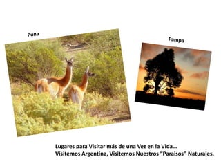PunaPampaLugares para Visitar más de una Vez en la Vida…Visitemos Argentina, Visitemos Nuestros “Paraisos” Naturales.