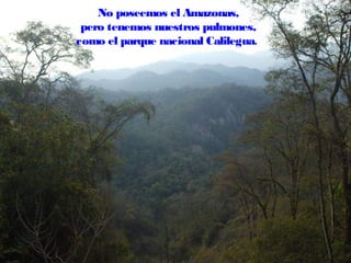 No poseemos el Amazonas,
pero tenemos nuestros pulmones,
como el parque nacional Calilegua.

 