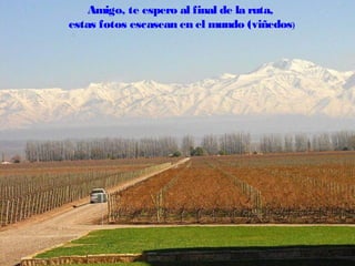 Amigo, te espero al final de la ruta,
estas fotos escasean en el mundo (viñedos)

 