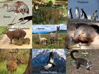 Carpincho o capibara
Huemul Coatí
Hurones
Cóndor Andino
Ñandú
yaguareté
Llamas
Pingüinos
Armadillo
 