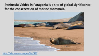 Península Valdés in Patagonia is a site of global significance
for the conservation of marine mammals.
http://whc.unesco.org/en/list/937
 