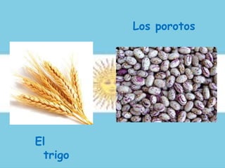 Los porotos
El
trigo
 