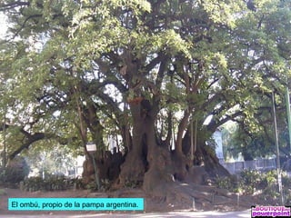 El ombú, propio de la pampa argentina.
 
