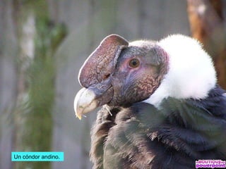 Un cóndor andino.
 