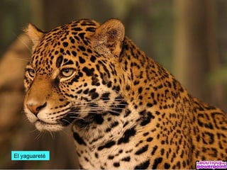 El yaguareté
 