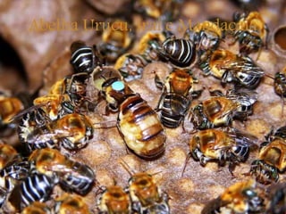 Abelha Uruçu, Iraí e Mandaçaia
 