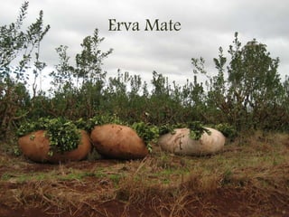 Erva Mate
 