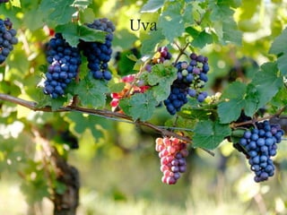 Uva
 