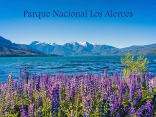 Parque Nacional Los Alerces
 