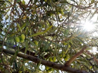 Oliva
 