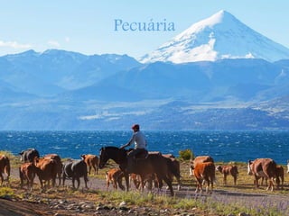 Pecuária
 
