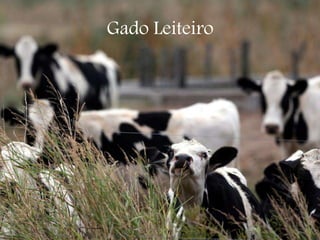 Gado Leiteiro
 