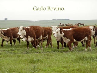 Gado Bovino
 